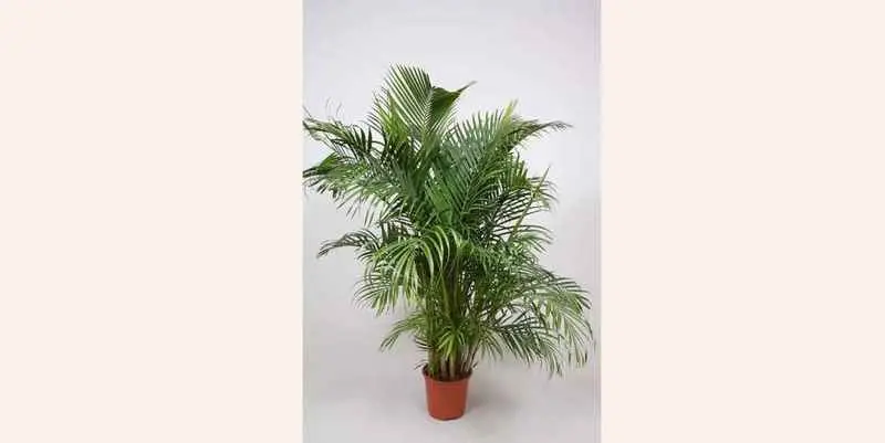 Дипсис Люцестерн