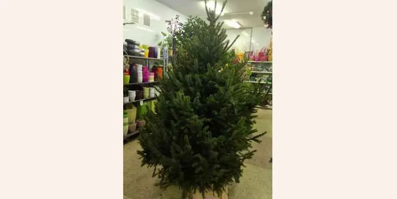 Ель Норвежская Н175-225